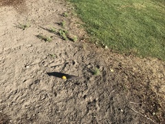 Xanthocephalus xanthocephalus