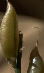 Astragalus conjunctus