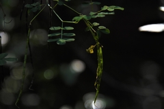 Hippocrepis emerus emerus