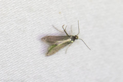 Schreckensteinioidea