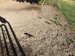 Xanthocephalus xanthocephalus