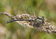 Octogomphus specularis