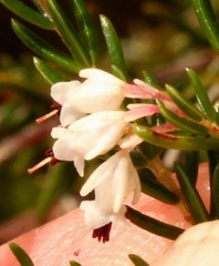 Erica fuscescens