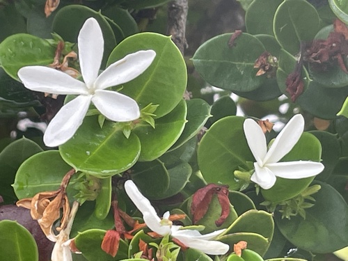 Carissa macrocarpa