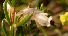 Erica fuscescens