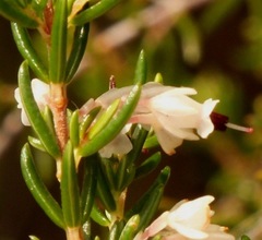 Erica fuscescens