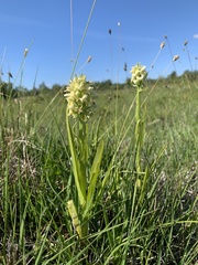 Dactylorhiza incarnata ochroleuca