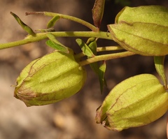Melasma scabrum scabrum