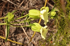 Melasma scabrum scabrum