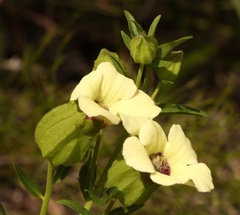 Melasma scabrum scabrum