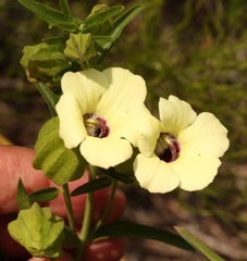 Melasma scabrum scabrum