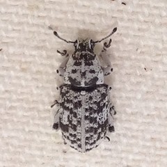 Colecerus marmoratus