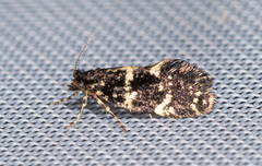 Narycia duplicella