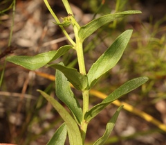Melasma scabrum scabrum