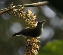 Arachnothera longirostra