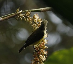 Arachnothera longirostra