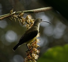 Arachnothera longirostra