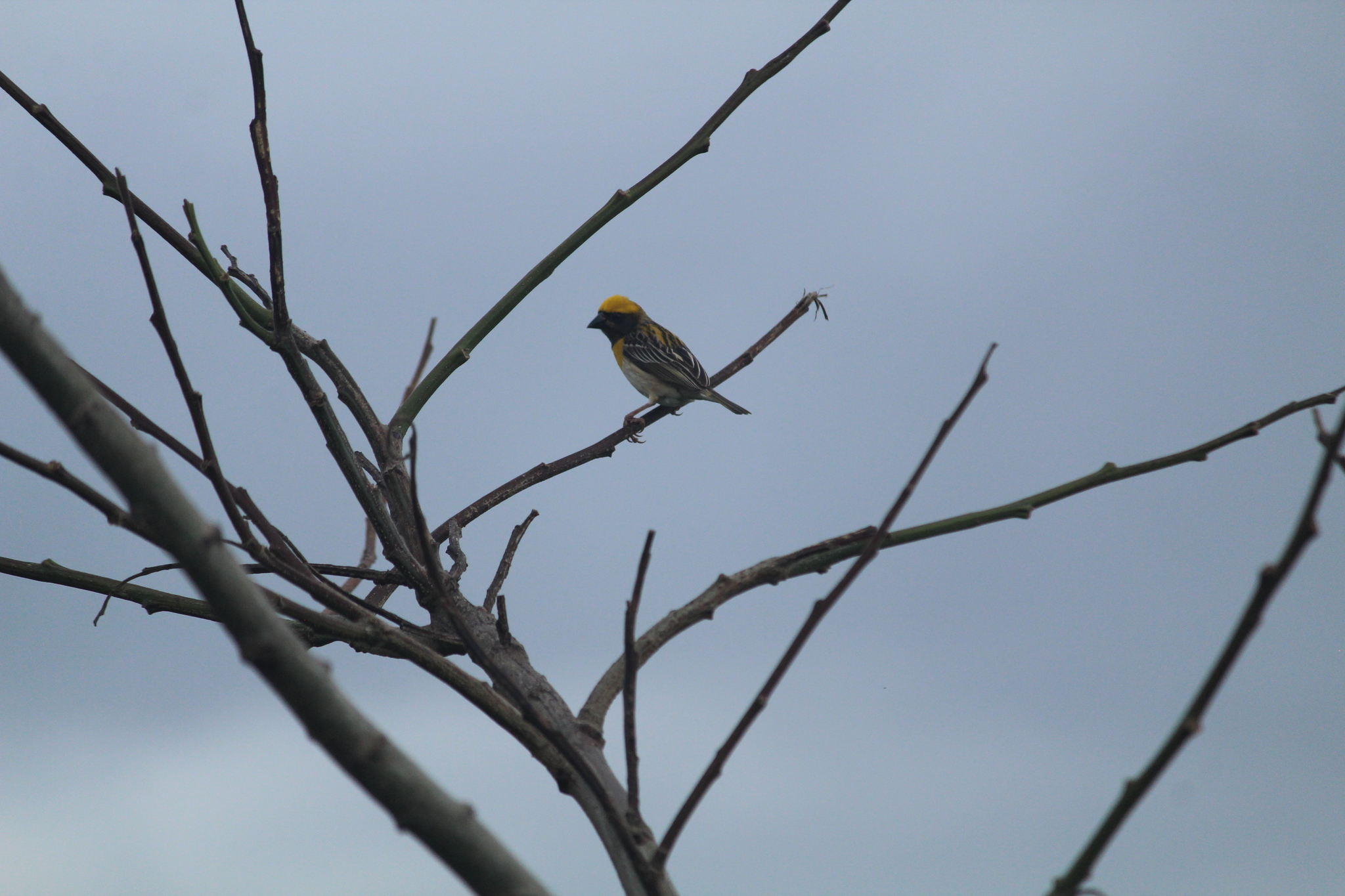 Baya Weaver