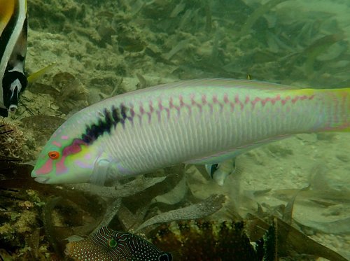 Zigzag Wrasse
