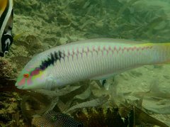 Halichoeres scapularis