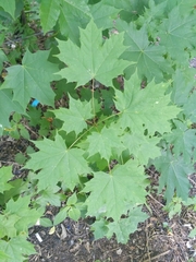 Acer platanoides