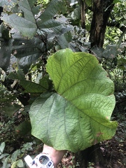 Coccoloba pubescens