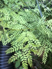 Gleditsia triacanthos