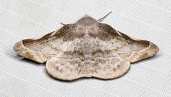 Oenochroma turneri