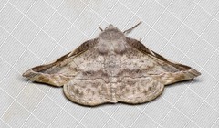 Oenochroma turneri