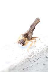 Pyrops candelaria