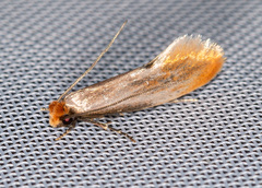 Tinea semifulvella