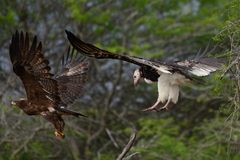 Trigonoceps occipitalis