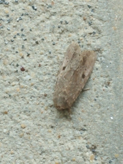 Spodoptera exempta