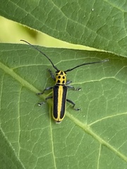 Saperda puncticollis