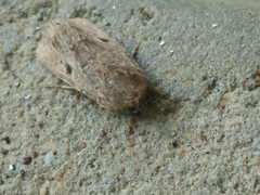 Spodoptera exempta