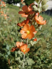 Sphaeralcea munroana