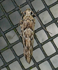 Sinoe