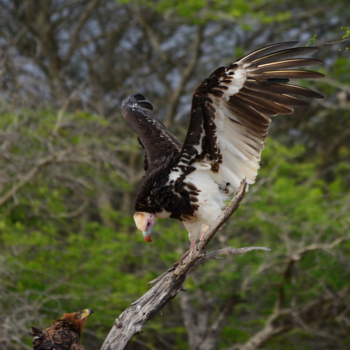 White-headed Vulture