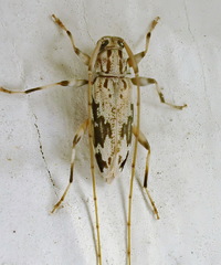 Lepturges angulatus