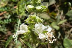 Ocimum americanum