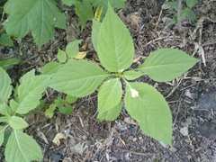 Impatiens parviflora