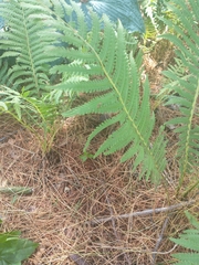 Onocleaceae
