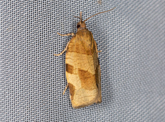 Choristoneura hebenstreitella