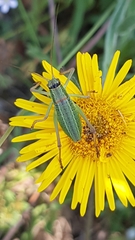 Ephippiger terrestris