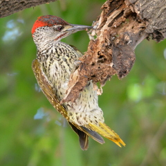 Campethera abingoni suahelica
