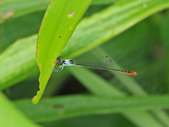 Agriocnemis femina
