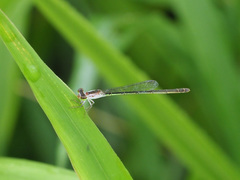 Agriocnemis femina