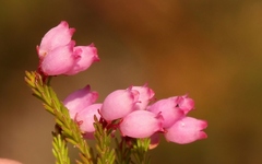 Erica gracilis