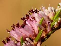 Erica uberiflora