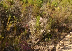 Erica uberiflora
